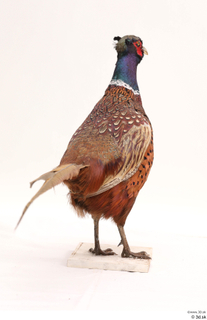 Pheasant  2 whole body 0009.jpg